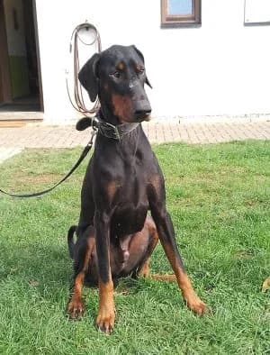 Dobi, male 4yo Doberman for adoption at Tierheim Frankenberg