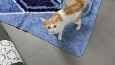 Elea, female 3yo Mixed Breed for adoption at Tierheim Frankenberg