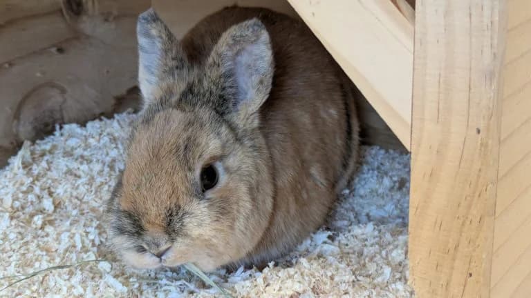 Fiver, male senior Mixed Breed for adoption at Tierheim Frankenberg