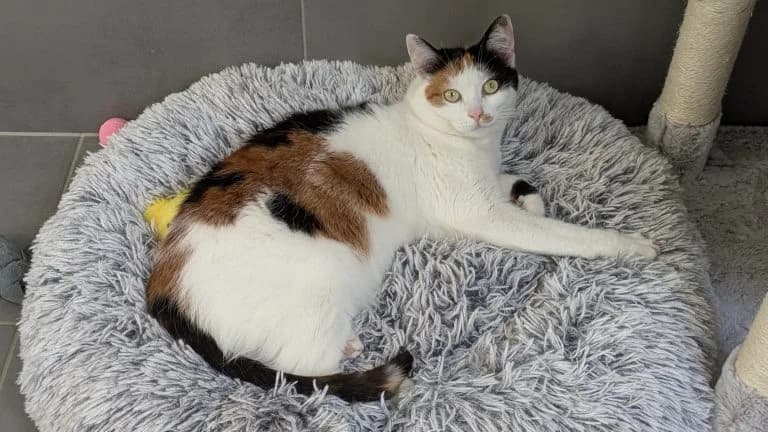 Funny, female 3yo Mixed Breed for adoption at Tierheim Frankenberg