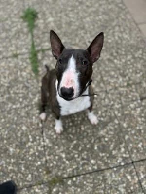 Gismo, male 5yo Bull Terrier for adoption at Tierheim Frankenberg