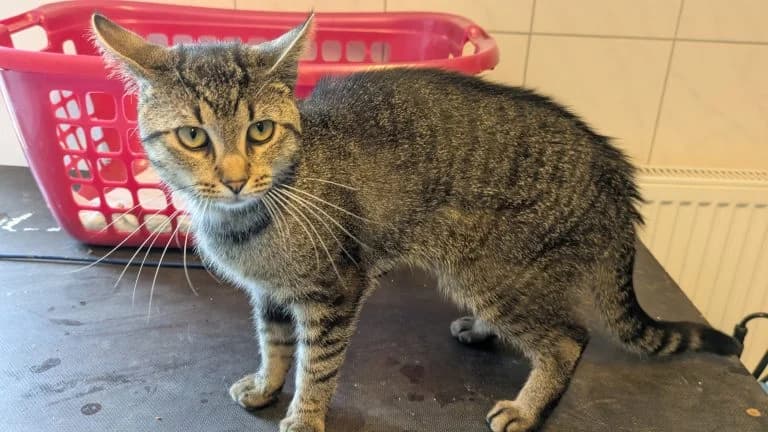 Milo, male 4yo Mixed Breed for adoption at Tierheim Frankenberg
