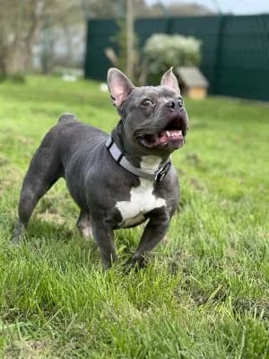 Molly, female senior English Bulldog for adoption at Tierheim Frankenberg