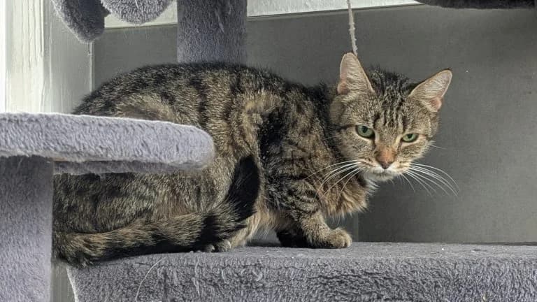 Momo, female 5yo Mixed Breed for adoption at Tierheim Frankenberg