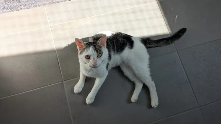 Nino, male young Mixed Breed for adoption at Tierheim Frankenberg