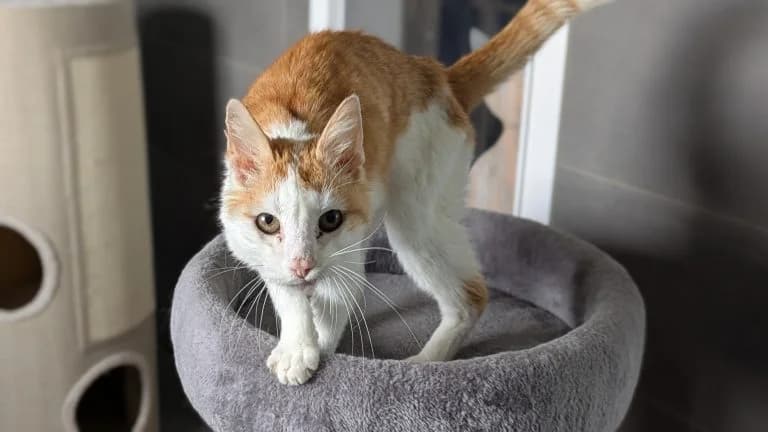 Oskar, male senior Mixed Breed for adoption at Tierheim Frankenberg