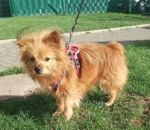 Pablo, male senior Mixed Breed for adoption at Tierheim Frankenberg