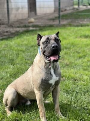 Rocko, male 4yo mixed breed for adoption at Tierheim Frankenberg