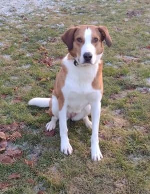 Tina, female 4yo Mixed Breed for adoption at Tierheim Frankenberg