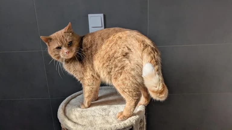 Yoshi, male 5yo Mixed Breed for adoption at Tierheim Frankenberg