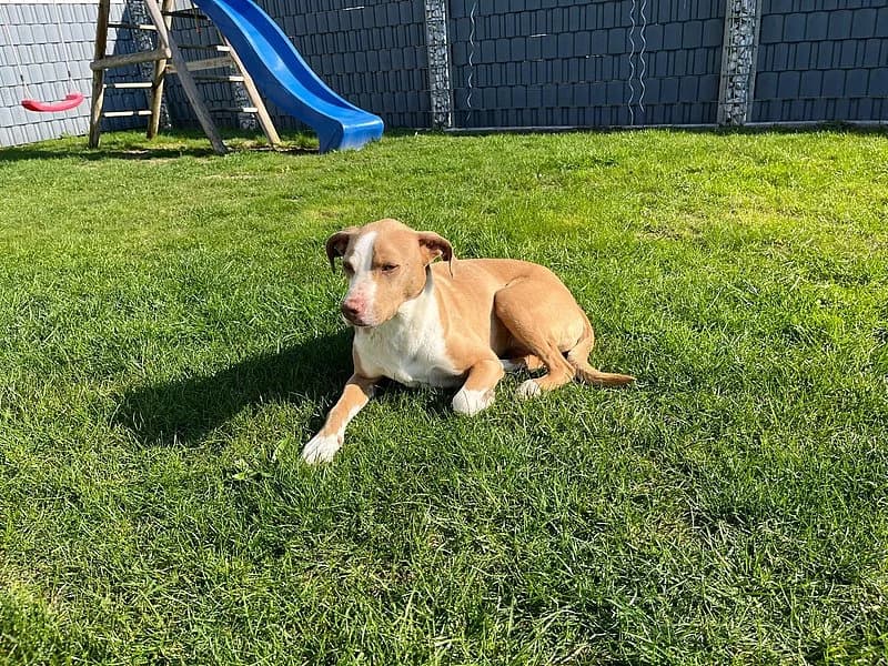 Amber, female 7yo Mixed Breed for adoption at Tierheim Frankenthal