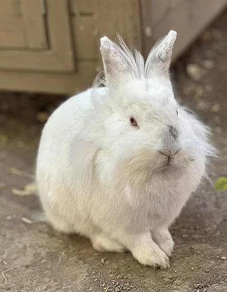 Artem, male mixed breed for adoption at Tierheim Frankenthal