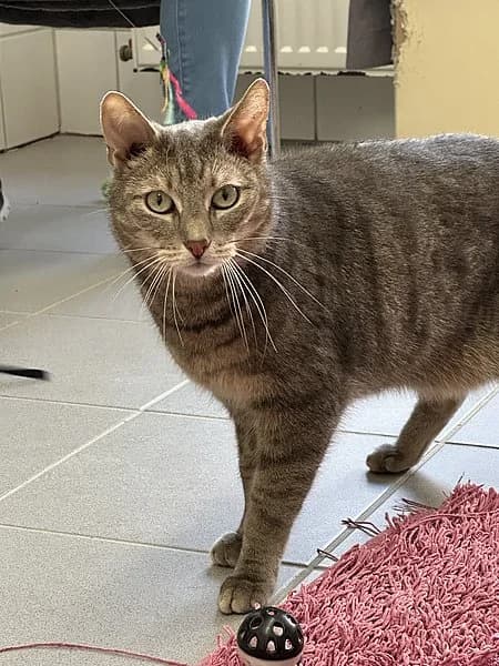Avery, female European Shorthair for adoption at Tierheim Frankenthal