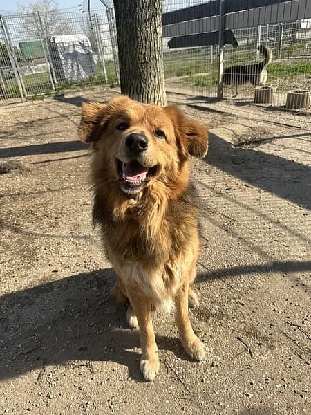 Bär, male 5yo Mixed Breed for adoption at Tierheim Frankenthal