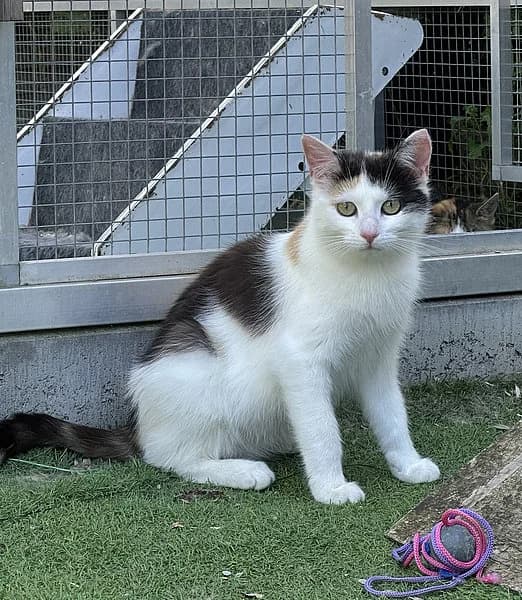 Bix, female European Shorthair for adoption at Tierheim Frankenthal