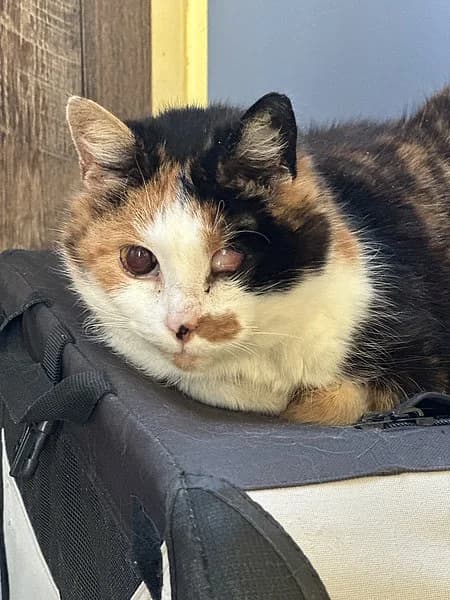 Blomi, female senior European Shorthair for adoption at Tierheim Frankenthal