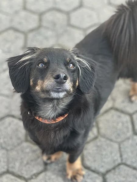 Bodo, male 5yo Dachshund for adoption at Tierheim Frankenthal