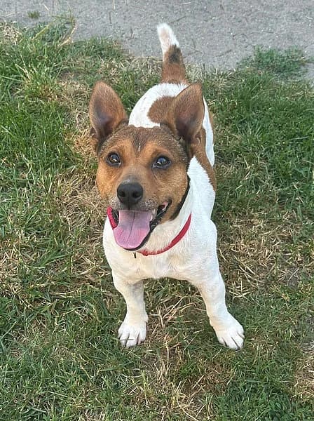 Chase, male 6yo Jack Russell Terrier for adoption at Tierheim Frankenthal