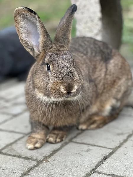Klaus-Peter, male mixed breed for adoption at Tierheim Frankenthal