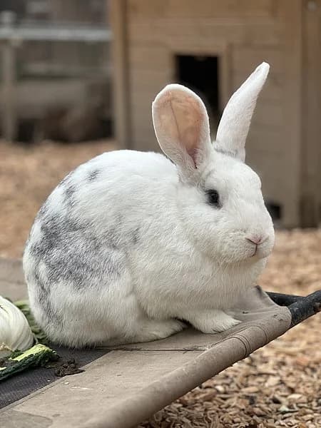 Comet, male mixed breed for adoption at Tierheim Frankenthal