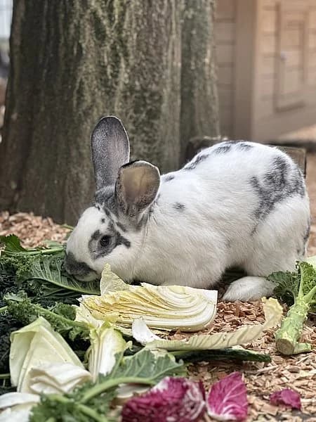 Cupit, male mixed breed for adoption at Tierheim Frankenthal