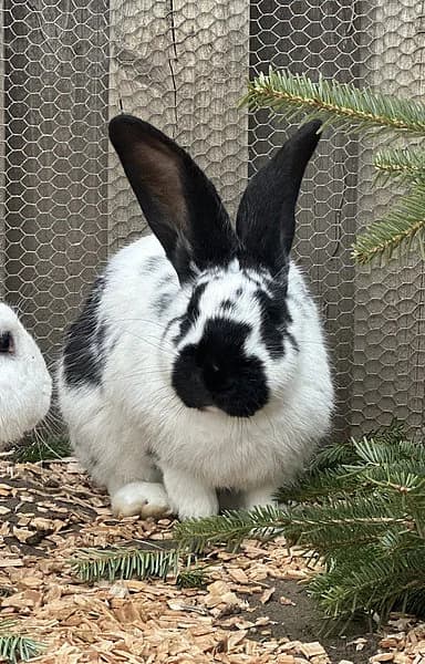 Dalmi, female mixed breed for adoption at Tierheim Frankenthal