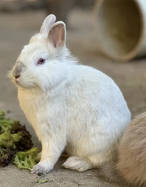 Dima, male mixed breed for adoption at Tierheim Frankenthal