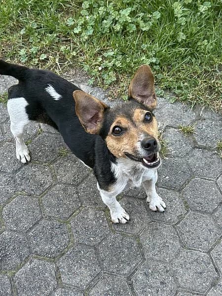 Donna, female Jack Russell Terrier for adoption at Kočičí Útulna Sissi (Praha), Praha