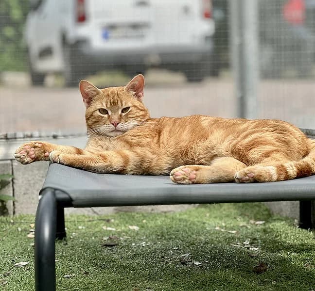 Filp, male European Shorthair for adoption at Tierheim Frankenthal