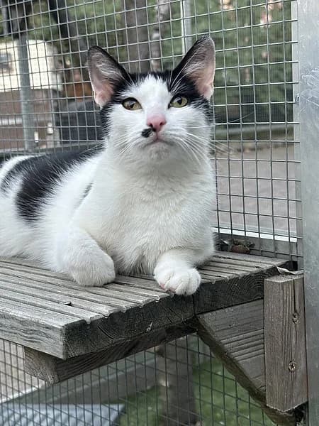 Fred, male 6yo European Shorthair for adoption at Tierheim Frankenthal