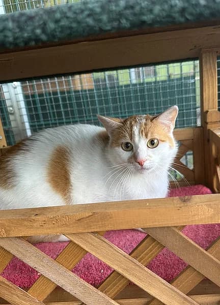 Kalle, European Shorthair (Tierheim Frankenthal)