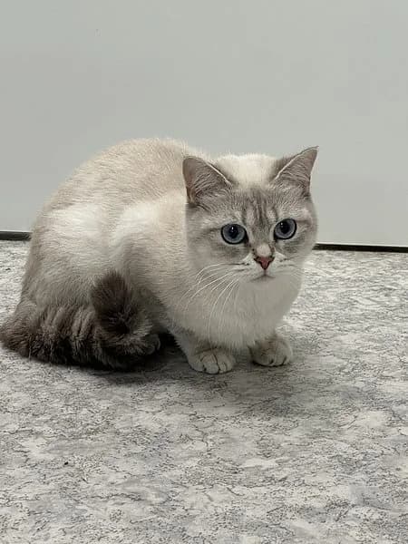 Lydia, female young British Shorthair for adoption at Tierheim Frankenthal