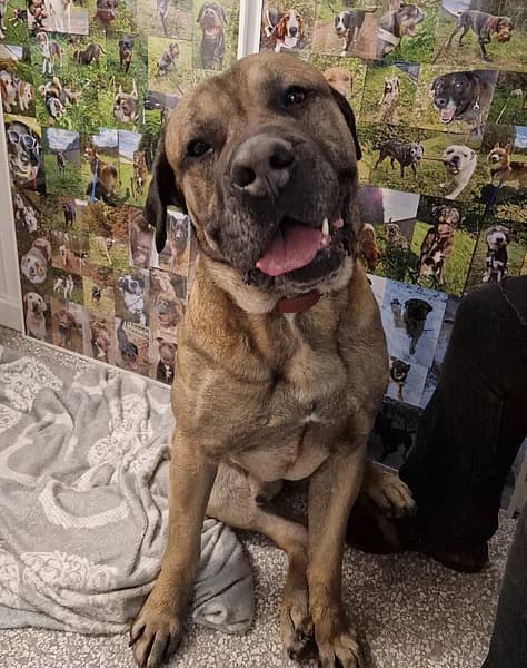 Micha, male senior mixed breed for adoption at Tierheim Frankenthal