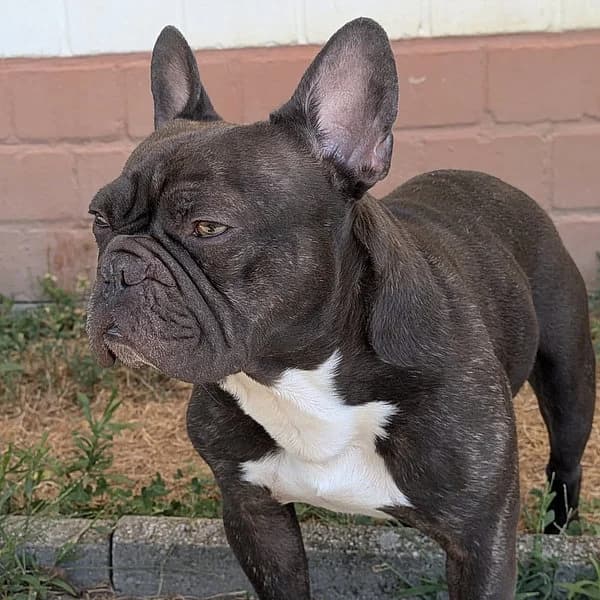 Milow, male French Bulldog for adoption at Tierheim Frankenthal