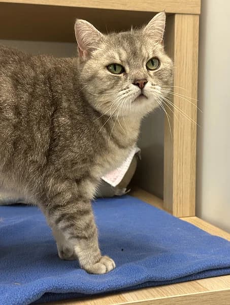 Nena, female 3yo British Shorthair for adoption at Tierheim Frankenthal