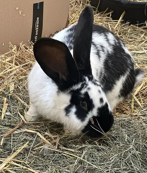 Noel, male mixed breed for adoption at Tierheim Frankenthal