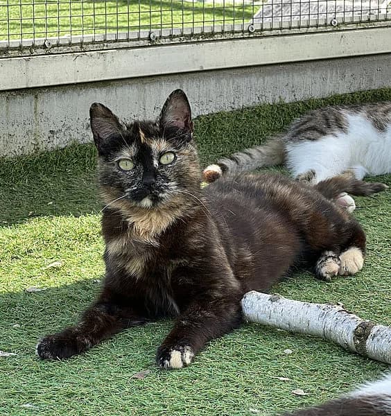 Nuff, female European Shorthair for adoption at Tierheim Frankenthal