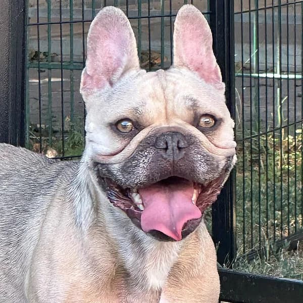 Susi, female French Bulldog for adoption at Tierheim Frankenthal