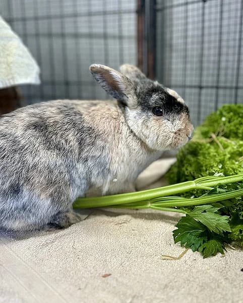 Toni, male mixed breed for adoption at Tierheim Frankenthal