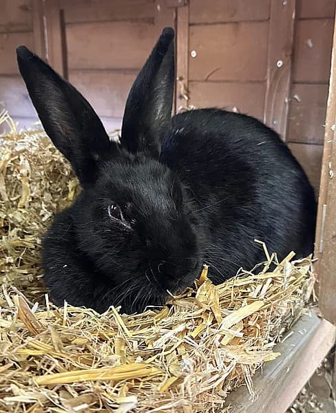 Wanda und Cosmo, male 4yo mixed breed for adoption at Tierheim Frankenthal