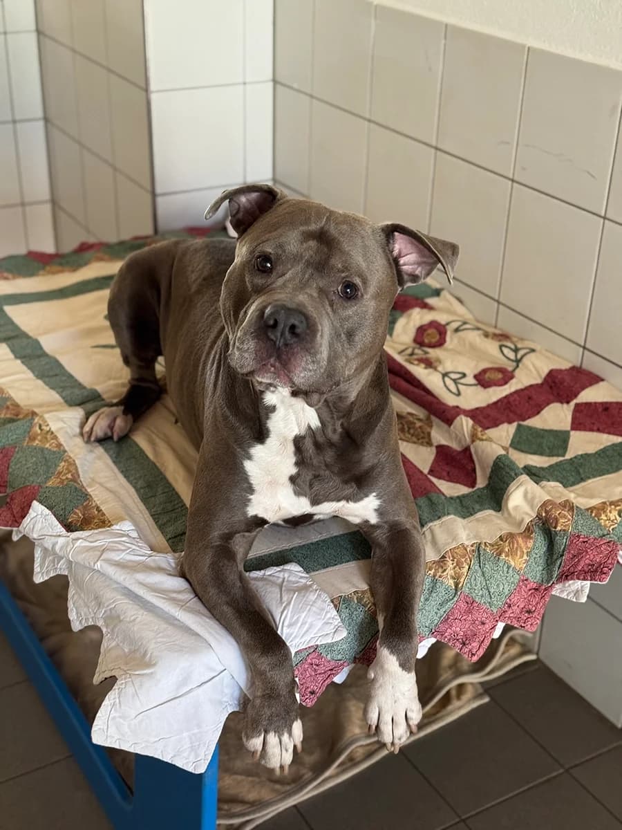 Barney, male American Staffordshire Terrier for adoption at Tierschutzverein Freilassing, Freilassing