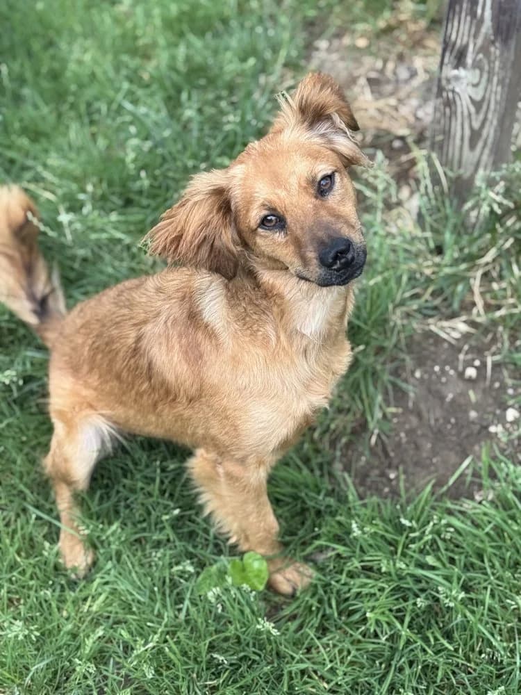Sara, female Mixed Breed for adoption at Tierschutzverein Freilassing, Freilassing