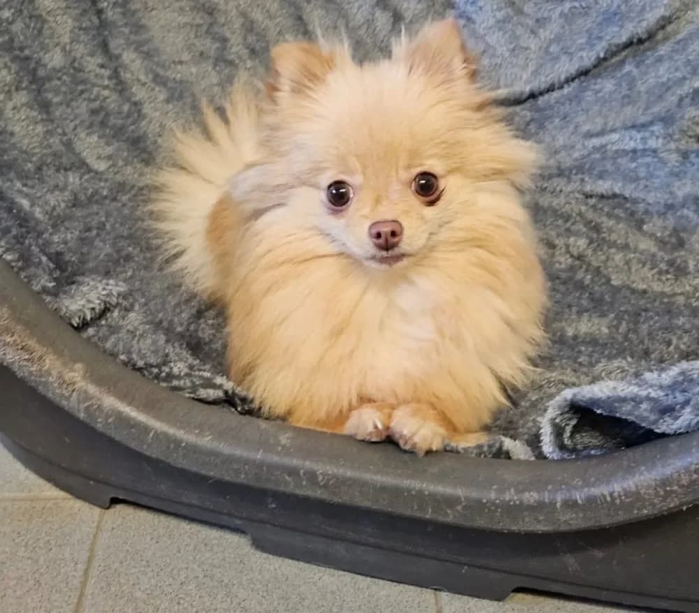 Sissi, female Pomeranian for adoption at Tierschutzverein Freilassing, Freilassing