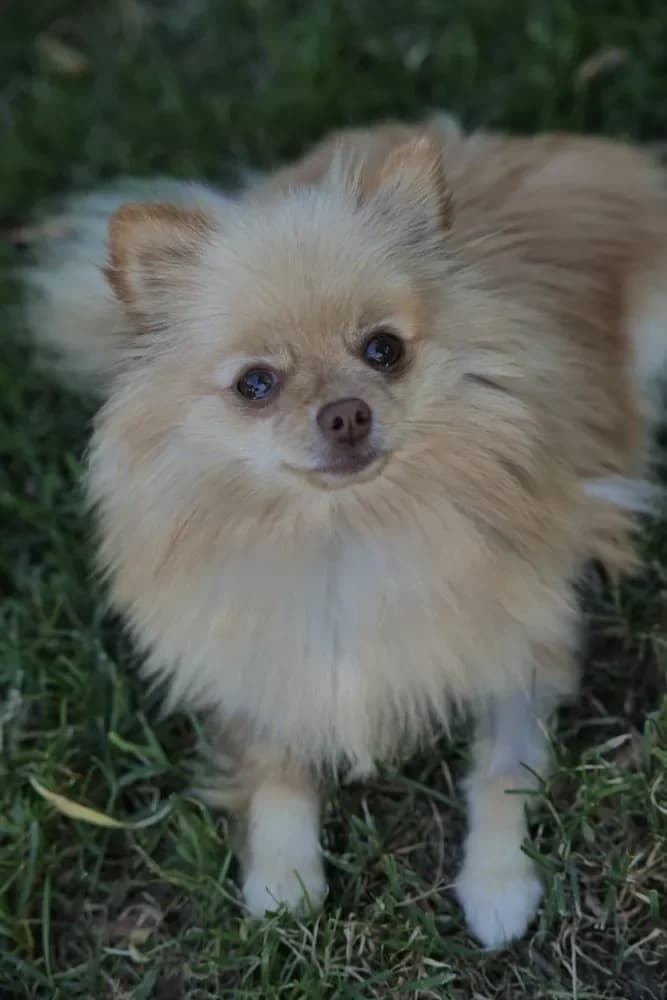 Sissi, female Pomeranian for adoption at Tierschutzverein Freilassing, Freilassing