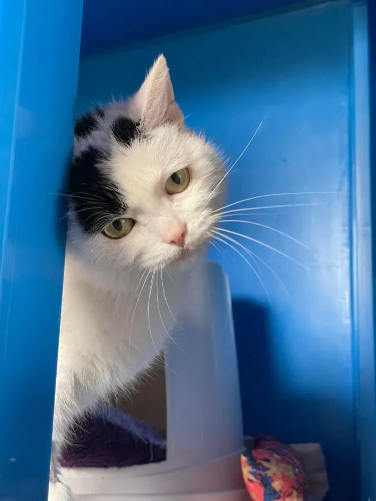 Ina *reserviert*, female mixed breed for adoption at Tierschutzverein Freilassing, Freilassing
