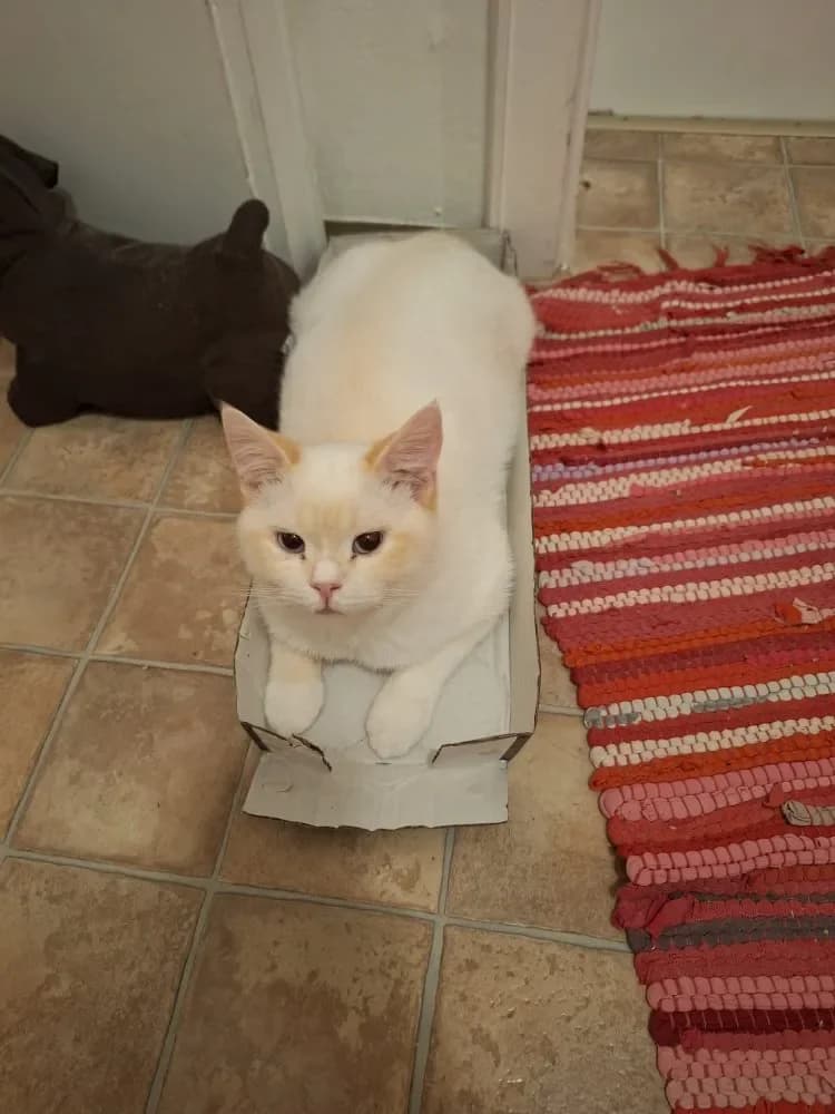 Babybel, male British Shorthair for adoption at Tierschutzverein Freilassing, Freilassing