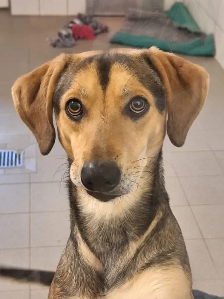 Jacky, male Mixed Breed for adoption at Tierschutzverein Freilassing, Freilassing