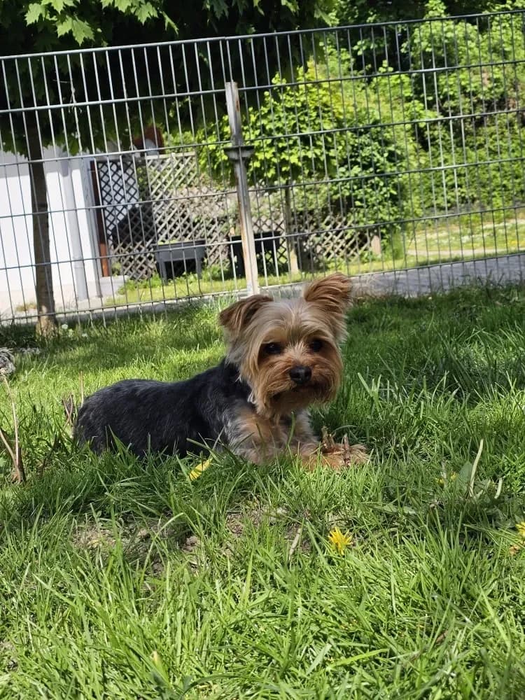 Nacho, male Yorkshire Terrier for adoption at Tierschutzverein Freilassing, Freilassing