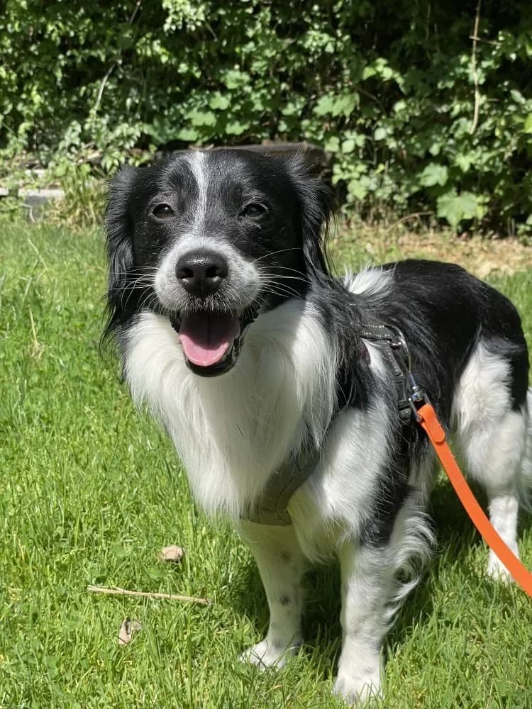 Snoopy, male Mixed Breed for adoption at Tierschutzverein Freilassing, Freilassing