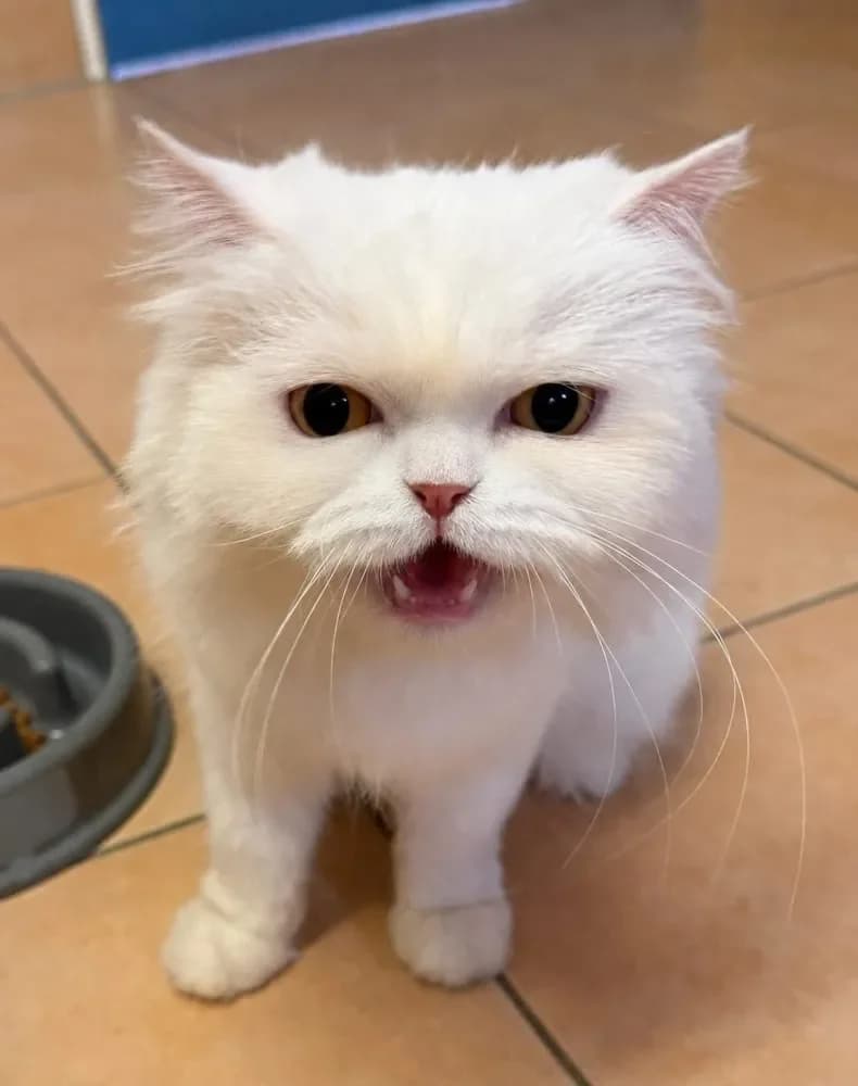 Bianca, female Persian for adoption at Tierschutzverein Freilassing, Freilassing
